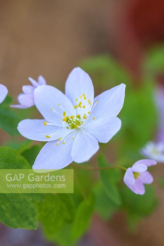 Anemonella thalictroides 'Amelia'