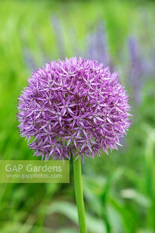 Allium 'Pinball Wizard' with green background