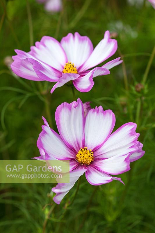 Cosmos bipinnatus 'Capriola' - a new variety of this annual plant