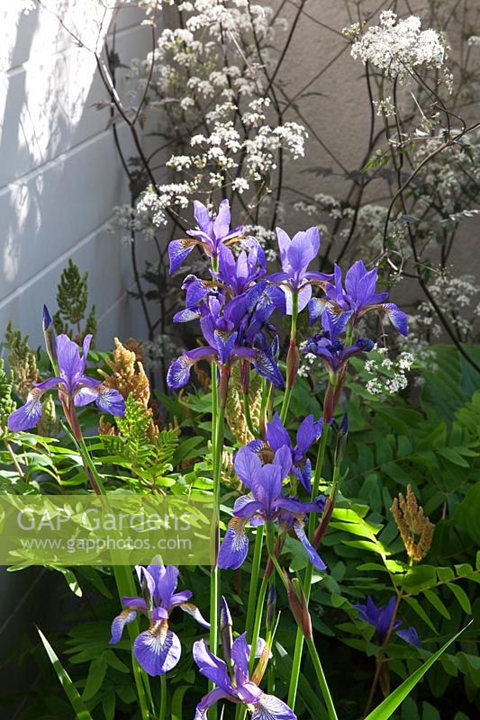 The Unexpected Gardener garden at RHS Chelsea Flower Show 2010