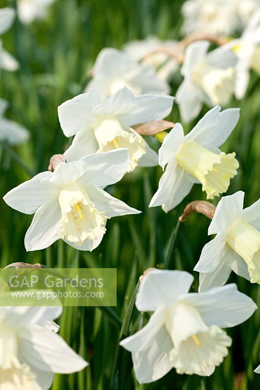 Narcissus 'White Nile' a Division 2 historical Brodie daffodil dating from pre-1916