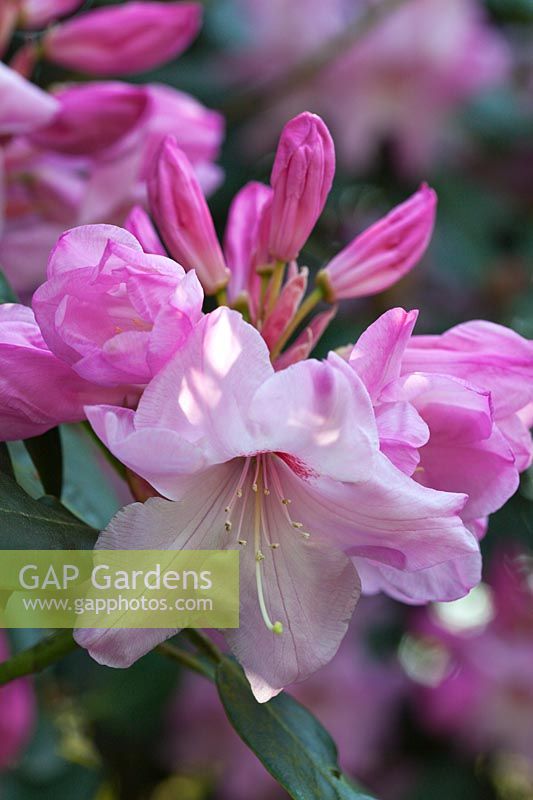 Rhododendron 'Mrs Walter Burns' flowering in spring