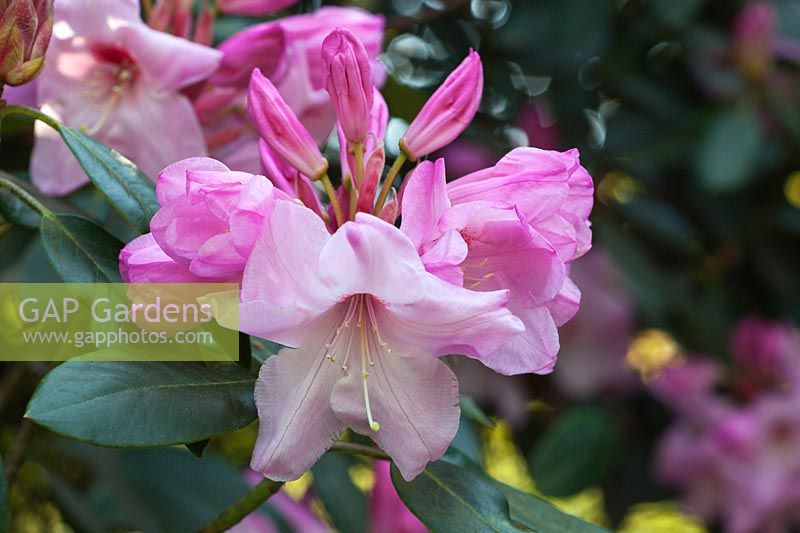 Rhododendron 'Mrs Walter Burns' flowering in spring