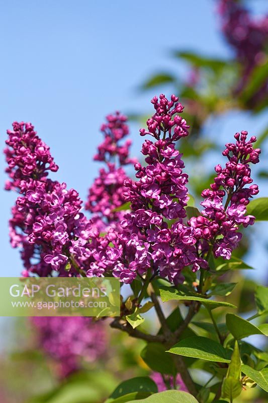 Syringa vulgaris 'Charles Joly' flowering in spring - Lilac