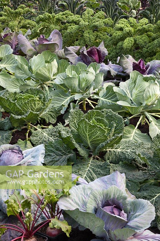 Rows of Cabbage varieties including 'Serpentine', 'Drumhead', 'Brigadier' and 'Kalibos' with Kale 'Redbor' - Brassica