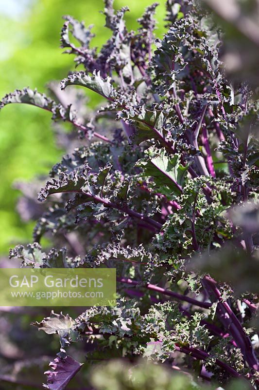 Brassica oleracea - Curly Kale 'Darkibor'