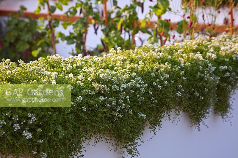 Thyme in 'The Potential Feast' garden design Raine Clarke-Wills and Fiona Godman-Dorington, RHS Hampton Court Flower Show 2011