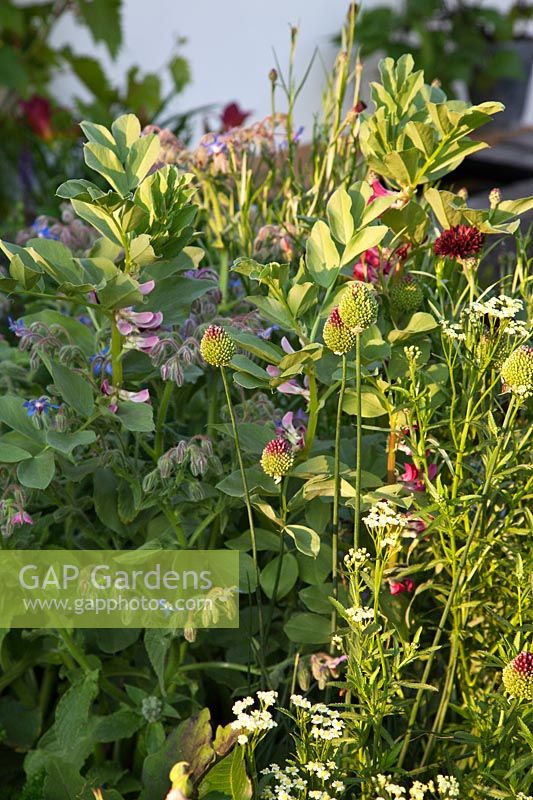 'The Potential Feast' garden designed by Raine Clarke-Wills and Fiona Godman-Dorington at the RHS Hampton Court Flower Show 2011