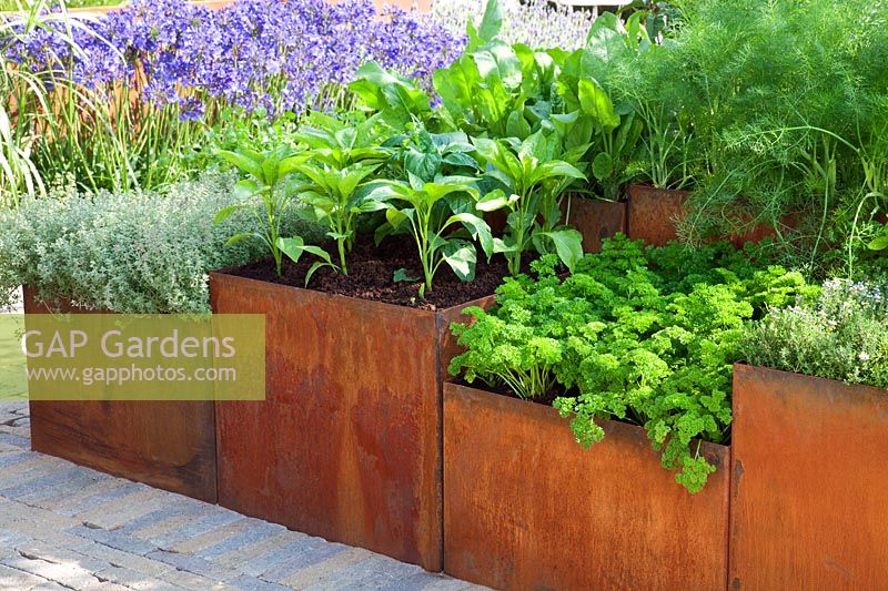 Contemporary herb garden. Herbs planted in rusted corten steel containers. Thyme, Parsley, Fennel. RHS Hampton Court Flower Show