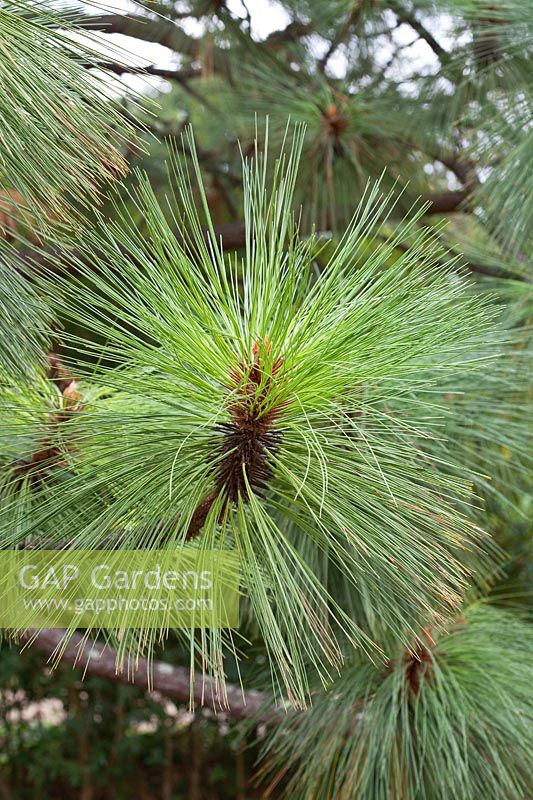 Pinus engelmanii - Pine