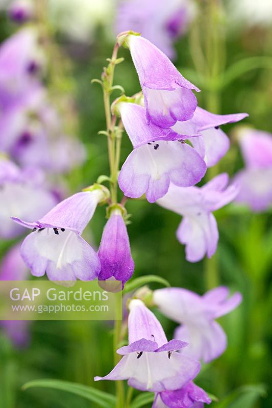 Penstemon 'Alice Hindley'