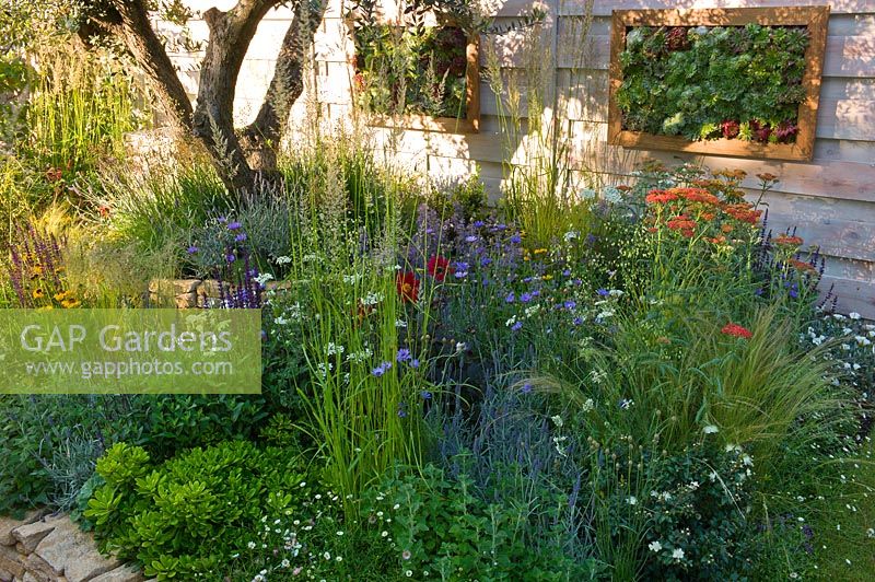 A summer garden border with perennials, flowers and grasses