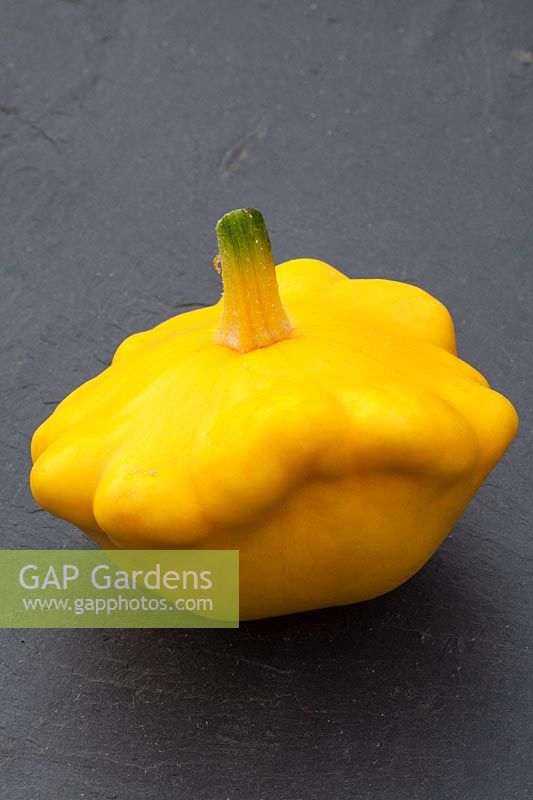 A yellow summer pattypan squash on a stone slate background