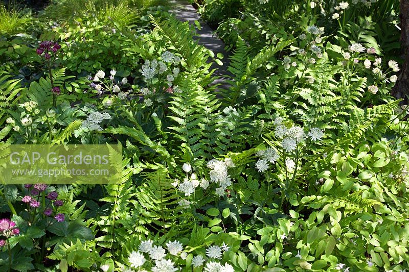 Shady, woodland planting of perennials and ferns including Astrantia, Dryopteris filix-mas, Onoclea sensibilis