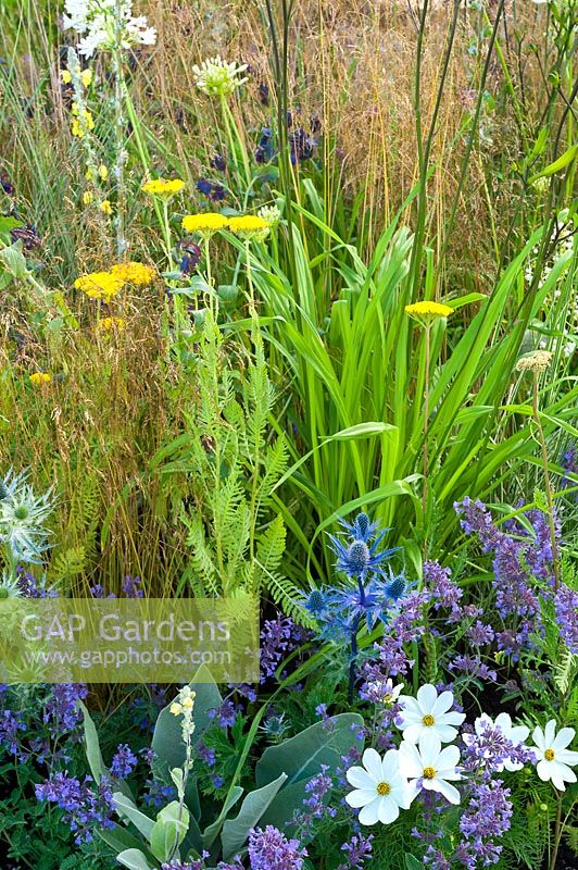 Contemporary garden with colourful summer planting combination of yellow and blue flowers. Designers: Catherine Chenery Barbara Harfleet