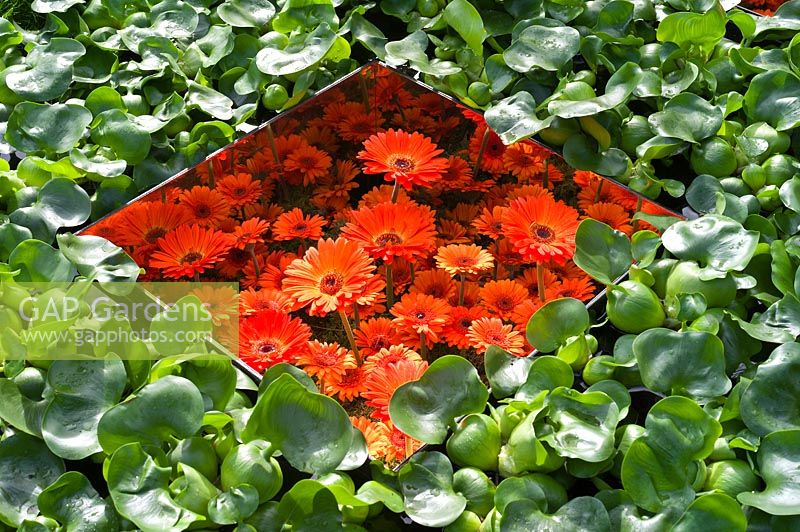 Orange Gerbera in mirrored box amongst Eichornia crassipes RHS Hampton Court Palace Flower Show 2015