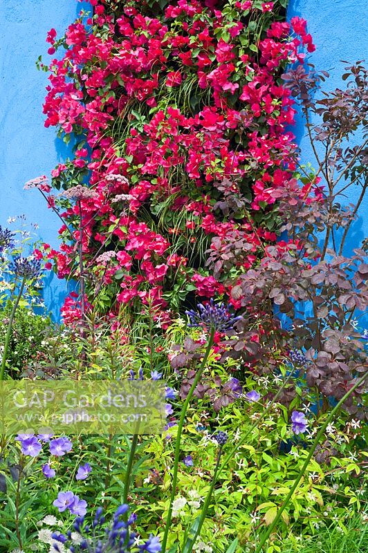 Mediterranean Greek style garden with Bougainvillea on blue painted wall. RHS Hampton Court Palace Flower Show
