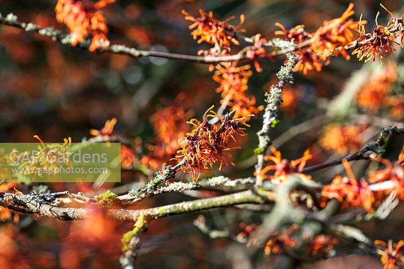 Hamamelis x intermedia 'Aphrodite' flowering in late winter