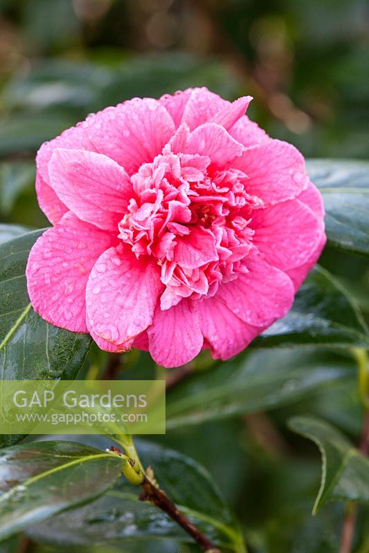 Camellia japonica 'Guilio Nuccio' AGM