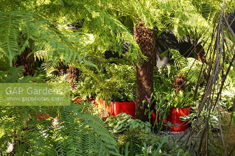 Dicksonia and hardy exotic foliage planting in a small urban garden. RHS Hampton Court Flower Show. Designers Andrew Fisher Tomlin, Dan Bowyer