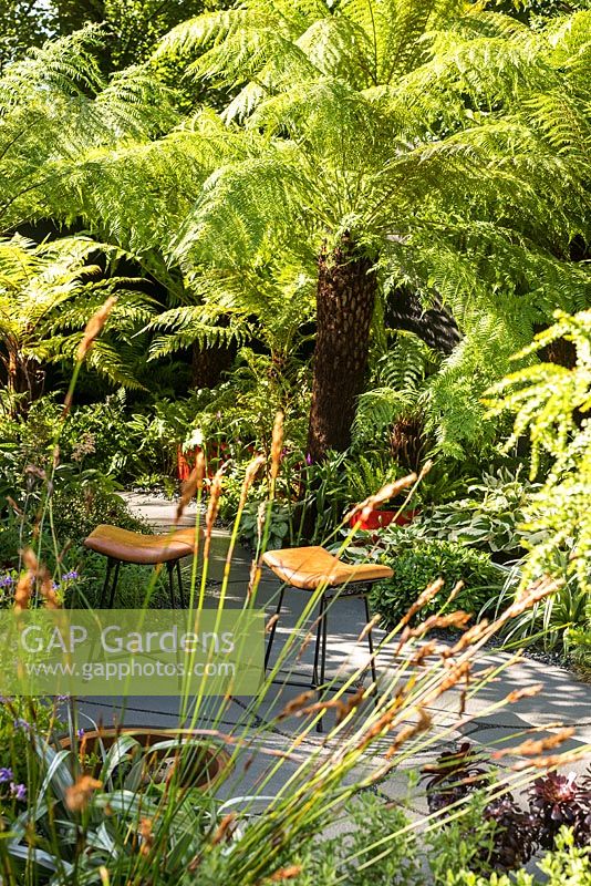 Dicksonia and Restio in a small urban garden with hardy exotic planting and seating. RHS Hampton Court Flower Show Designers Andrew Fisher Tomlin, Da