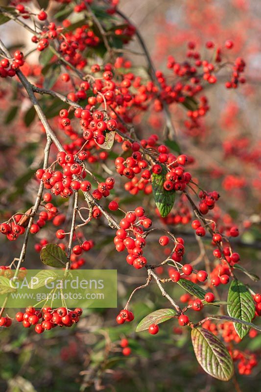 Cotoneaster hylmoei - red berries in winter