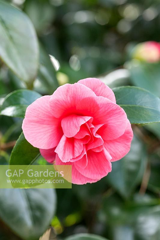 Camellia japonica 'Gloire de Nantes' AGM