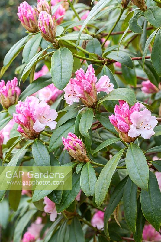 Rhododendron 'Christmas Cheer' ( caucasicum hybrid ) AGM