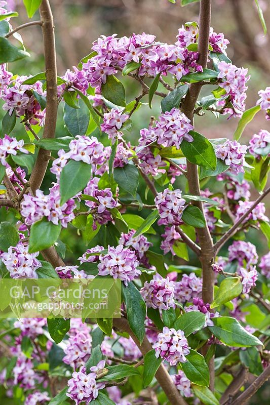 Daphne bholua 'Peter Smithers'