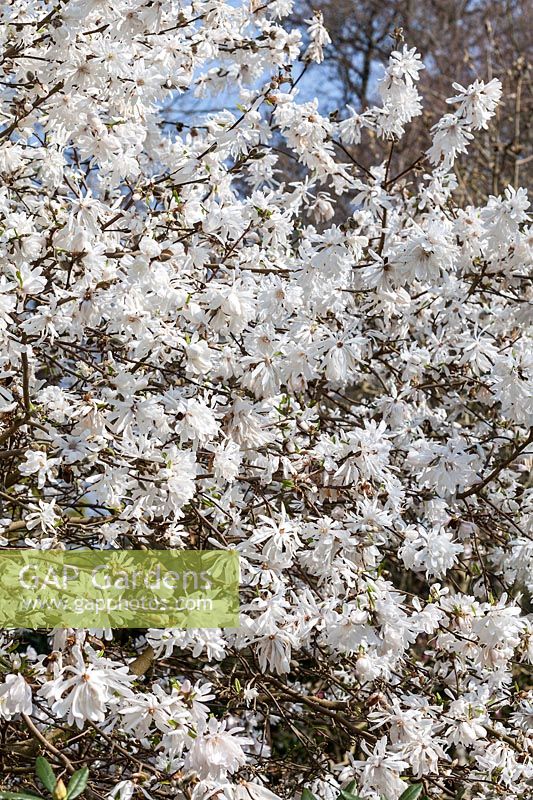 Magnolia x loebneri 'Pink Perfection' flowering in spring