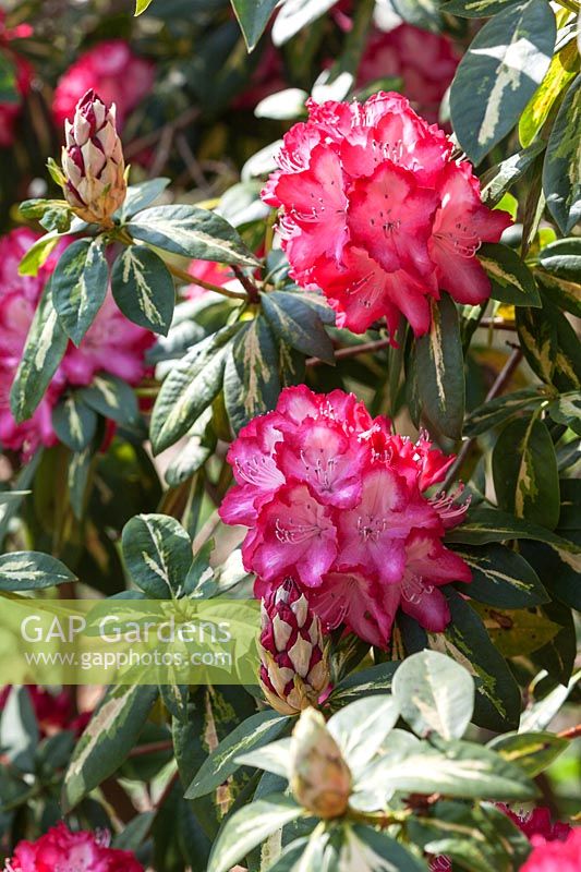 Rhododendron 'President Roosevelt'