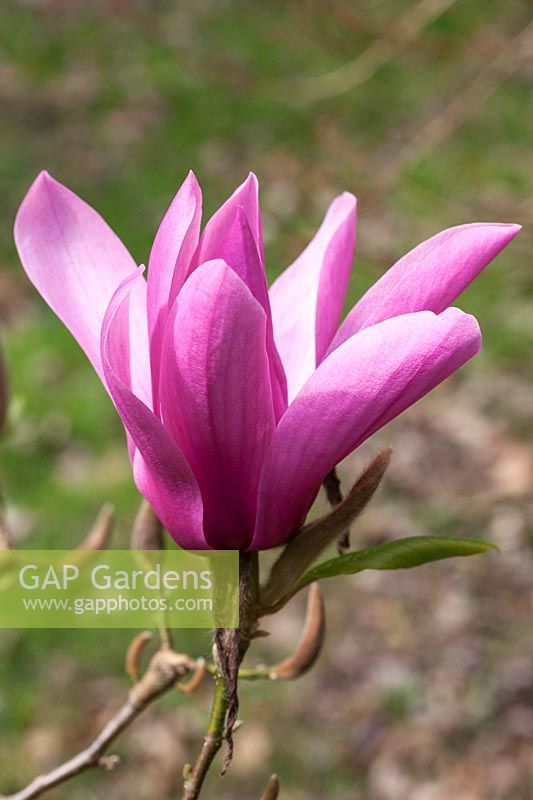 Magnolia 'Caerhays Surprise' - AGM, Award of Garden Merit