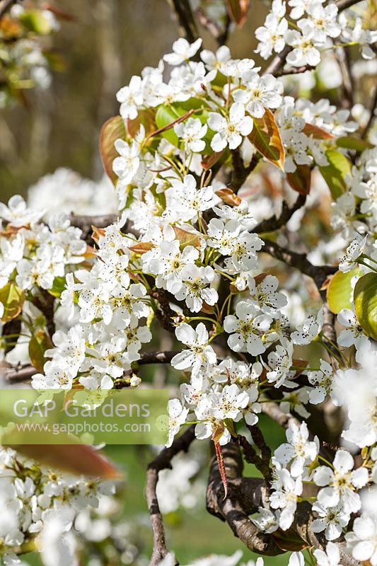 Pyrus pyrifolia var. ghouzouri - pear tree blossom in spring