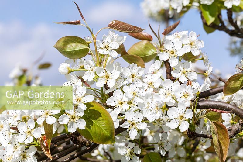 Pyrus pyrifolia var. ghouzouri - pear tree blossom in spring