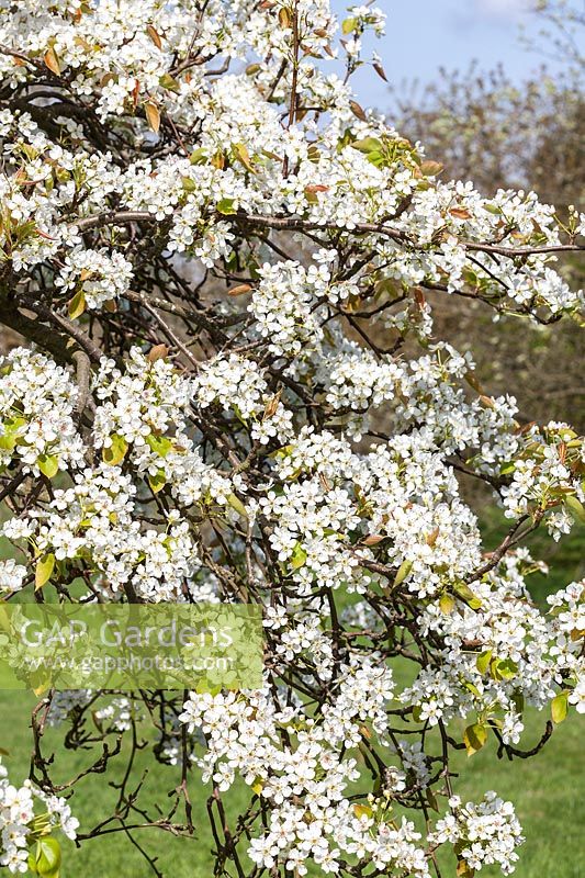 Pyrus pyrifolia var. ghouzouri - pear tree blossom in spring