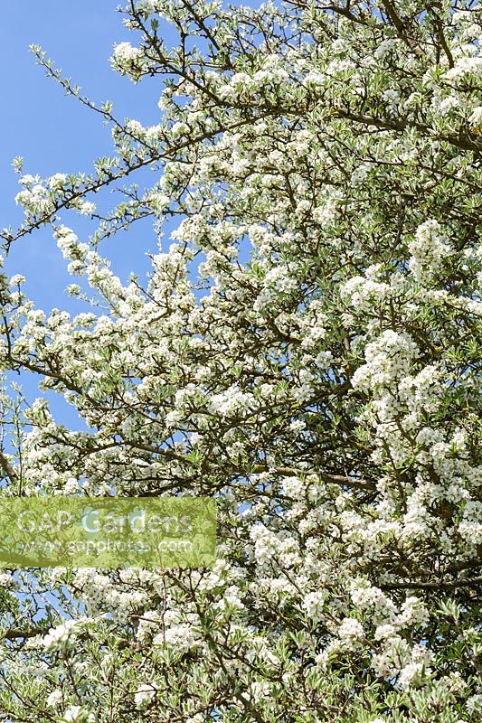 Pyrus amygdaliformis var. cuneifolia - pear tree blossom in spring