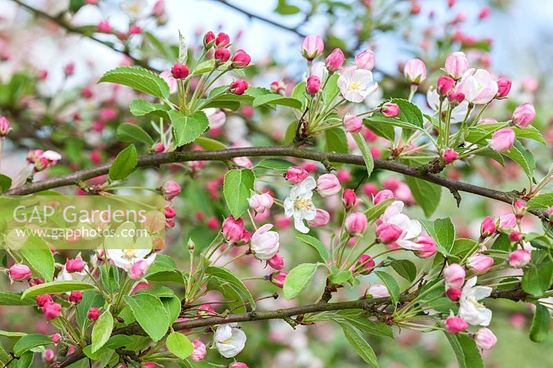 Malus 'Lady Northcliffe' - crab apple blossom in spring