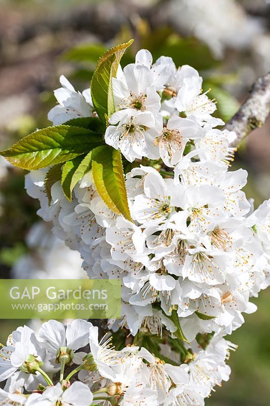 Prunus 'Sweetheart' - Sweet Cherry blossom in spring