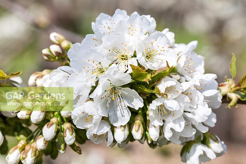 Prunus 'Sunburst' - Sweet Cherry blossom in spring