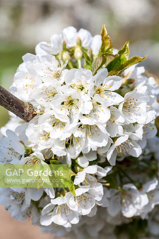 Prunus 'Vega' - Sweet Cherry blossom in spring