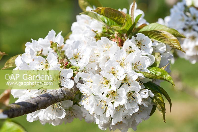 Prunus 'Van' - Sweet Cherry blossom in spring
