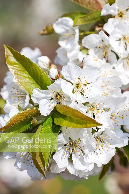 Prunus 'Skeena' - Sweet Cherry blossom in spring
