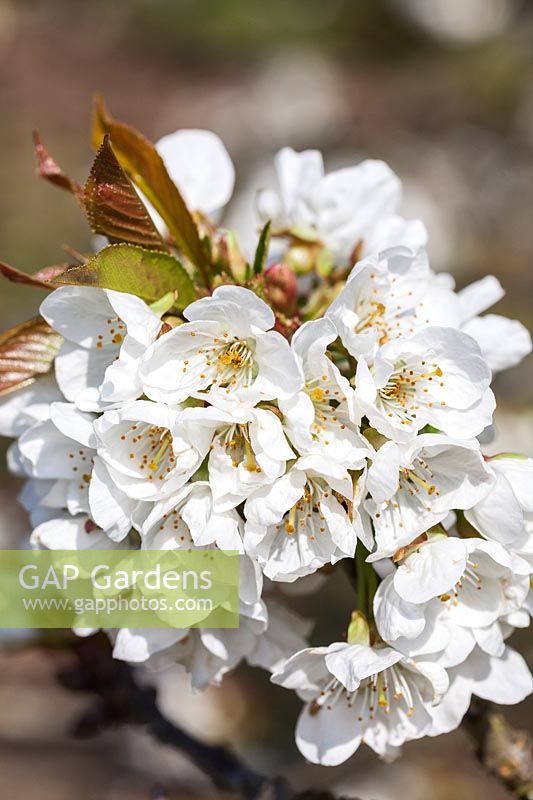 Prunus 'Summer Sun' - Sweet Cherry blossom in spring