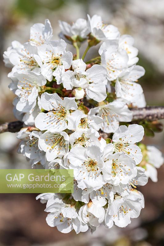 Prunus 'Merton Glory' - Sweet Cherry blossom in spring