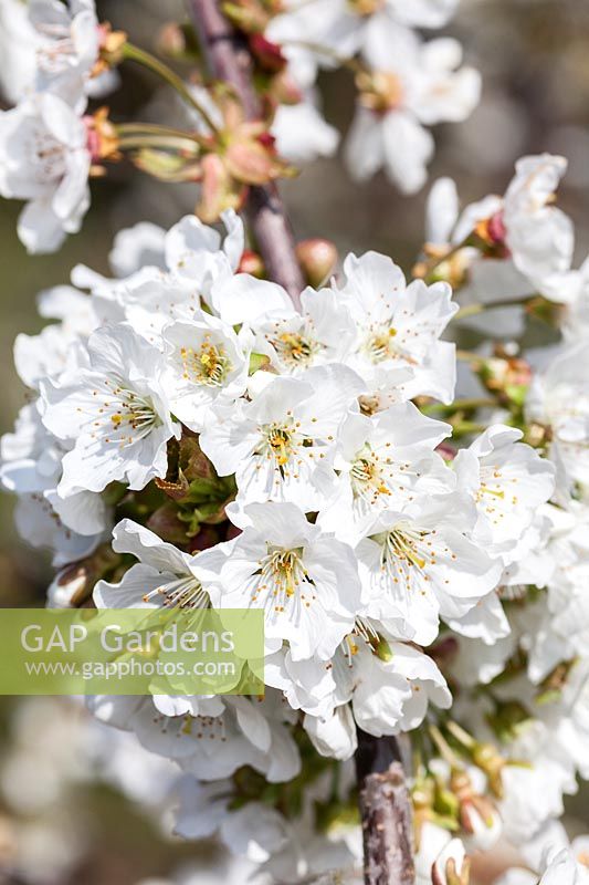 Prunus 'Kordia' - Sweet Cherry blossom in spring