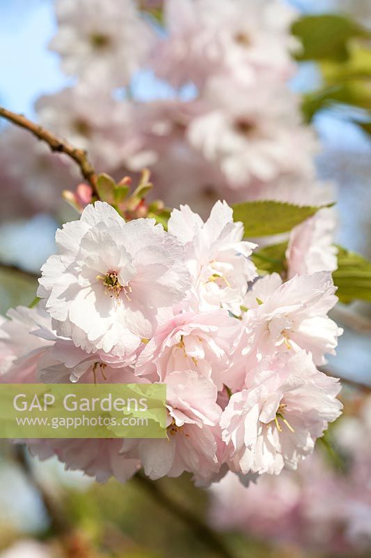 Prunus 'Ichiyo' - Ornamental cherry tree blossom in spring. AGM, RHS Award of Garden Merit