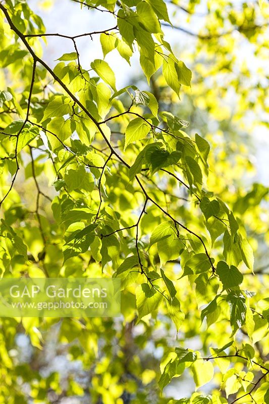 Tilia amurensis - Amur Lime tree. New foliage in spring
