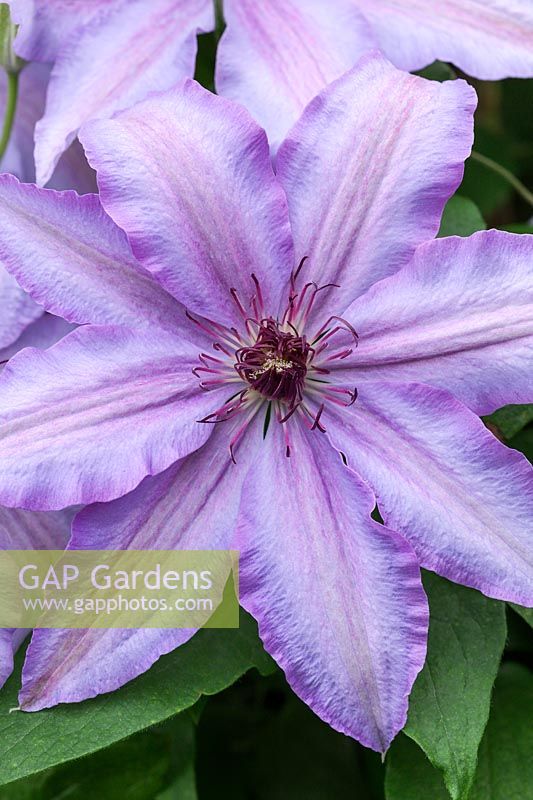 Clematis 'First Lady'