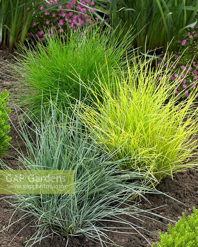 Festuca mix