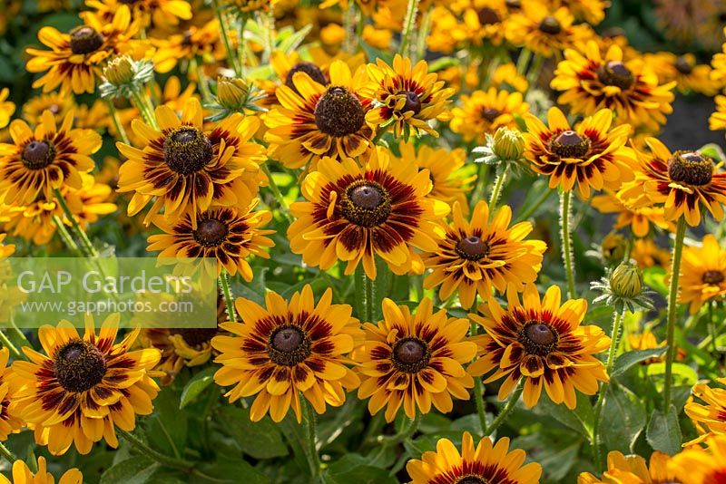 Rudbeckia Giggling SmileyZ â„¢